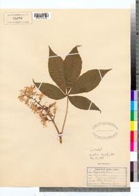 Aesculus glabra image