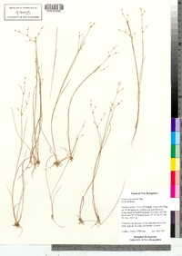 Juncus pelocarpus image