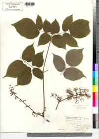 Aralia racemosa image