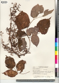 Aralia racemosa image