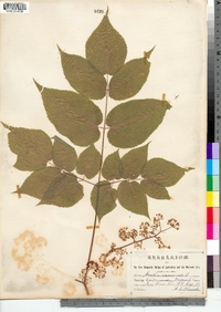 Aralia racemosa image