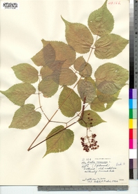 Aralia racemosa image