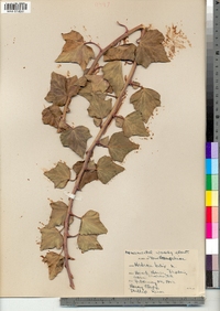 Hedera helix image