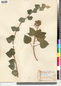 Hedera helix image