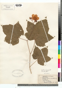 Rubus odoratus image