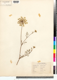 Daucus carota image