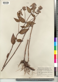 Pycnanthemum muticum image