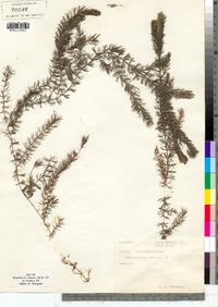 Ceratophyllum demersum image