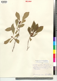 Ilex verticillata image