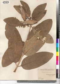 Asclepias syriaca image