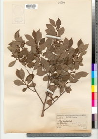 Ilex verticillata image