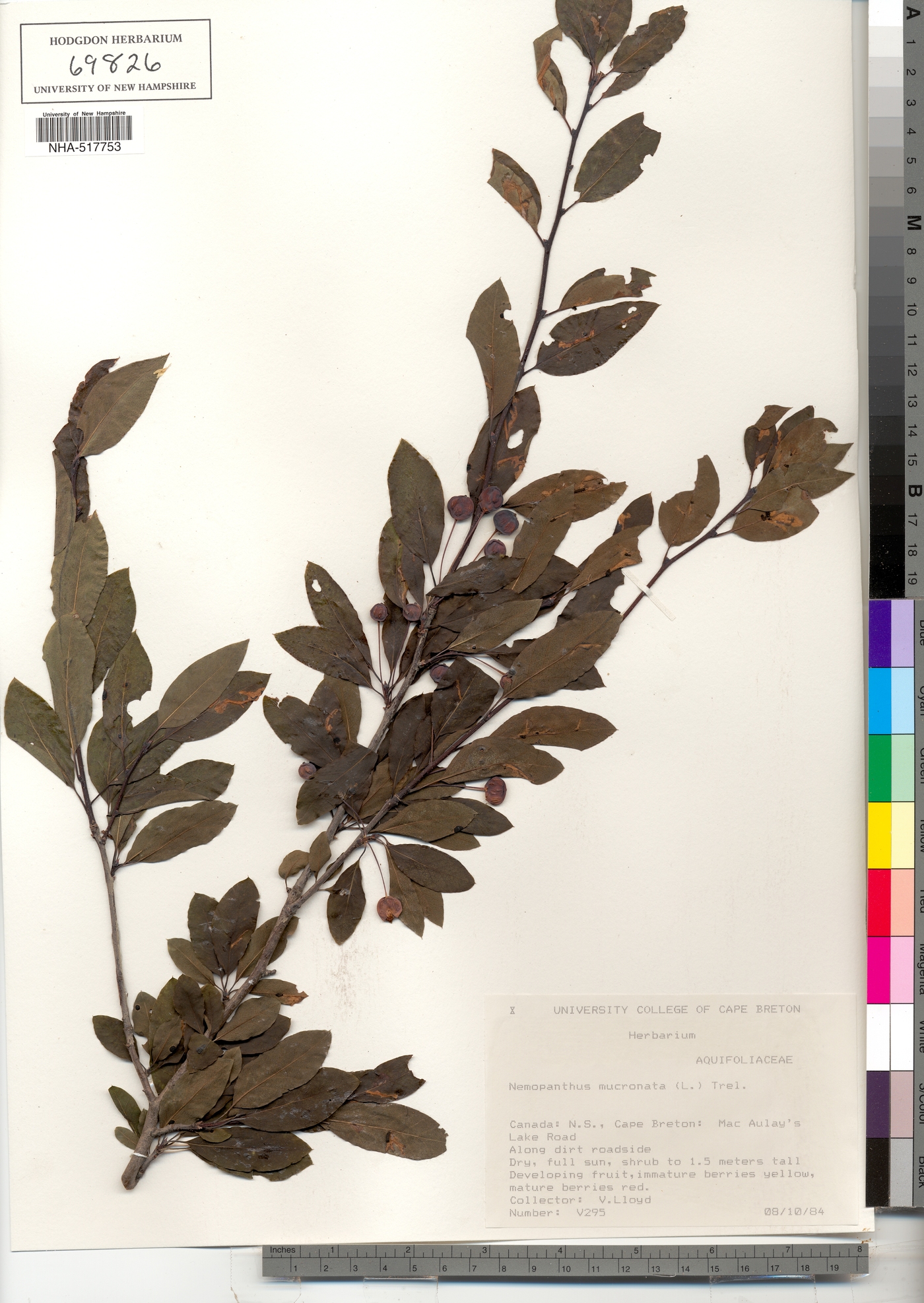 Ilex mucronata image