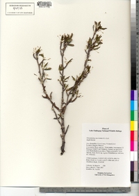 Ilex mucronata image