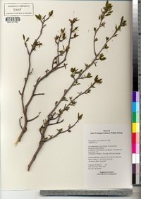 Ilex mucronata image