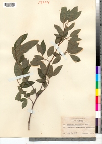 Ilex mucronata image