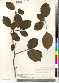 Alnus incana image