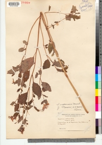 Impatiens capensis image