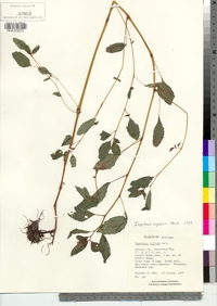 Impatiens capensis image