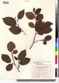 Alnus incana subsp. rugosa image