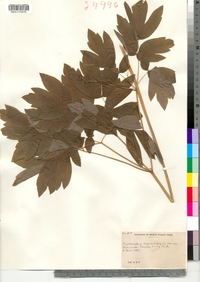 Caulophyllum thalictroides image