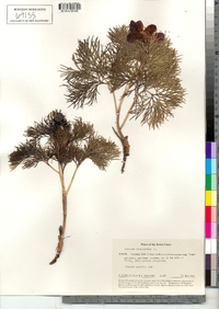 Image of Paeonia tenuifolia