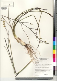Zigadenus elegans ssp. glaucus image