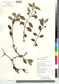 Alternanthera reineckii image