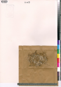 Subularia aquatica image