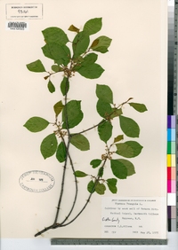 Frangula alnus image