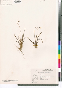 Sagittaria graminea image