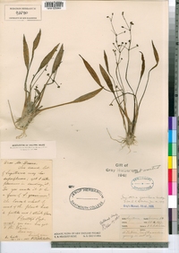 Sagittaria graminea image