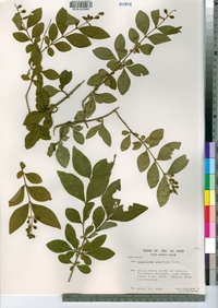 Image of Ligustrum amurense