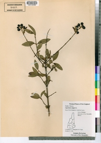 Ligustrum vulgare image