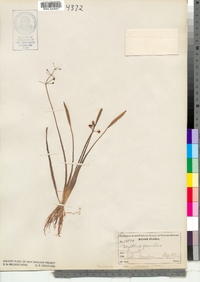 Sagittaria graminea image