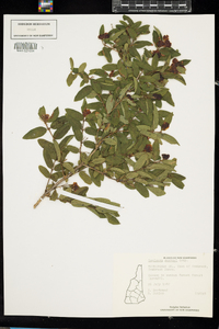 Lonicera morrowii image