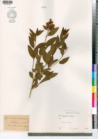 Ligustrum vulgare image