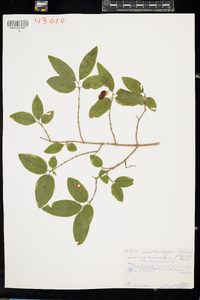 Lonicera canadensis image