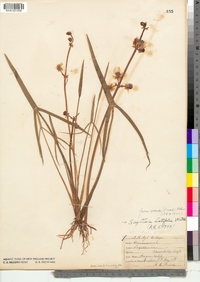 Sagittaria latifolia image