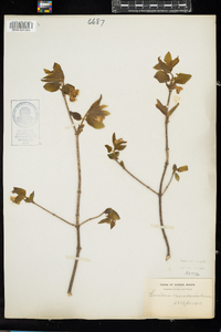 Lonicera canadensis image