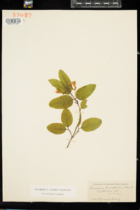 Lonicera canadensis image