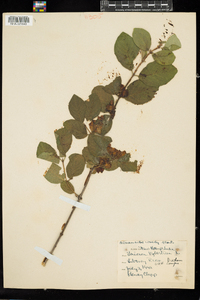 Lonicera xylosteum image