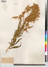 Solidago canadensis image