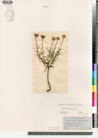 Ionactis linariifolius image