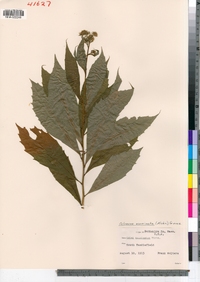 Oclemena acuminata image