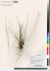 Carex retroflexa image