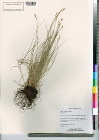 Carex retroflexa image