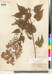 Symphyotrichum cordifolium image