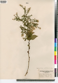 Symphyotrichum cordifolium image