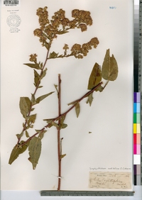 Symphyotrichum cordifolium image