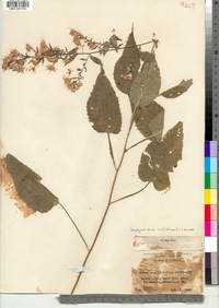 Symphyotrichum cordifolium image